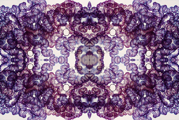 Zooid-1224