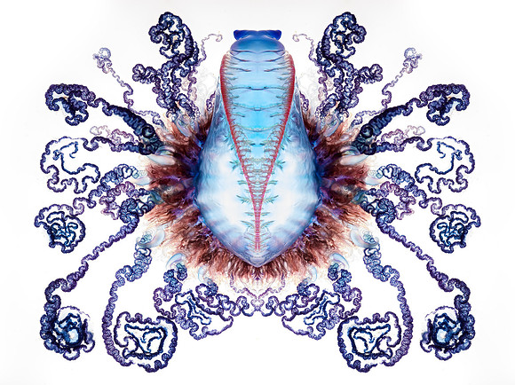 Zooid-2109
