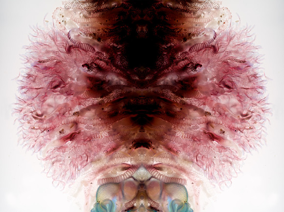 Zooid-2067