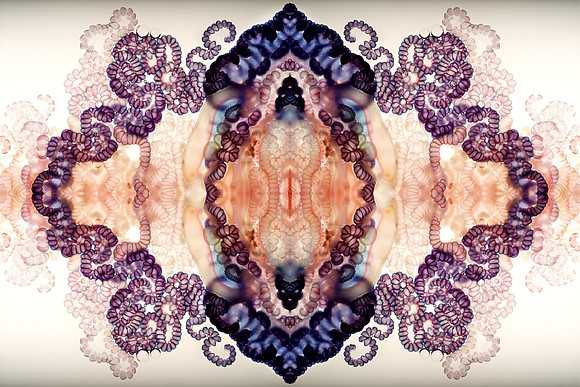 Zooid-0946