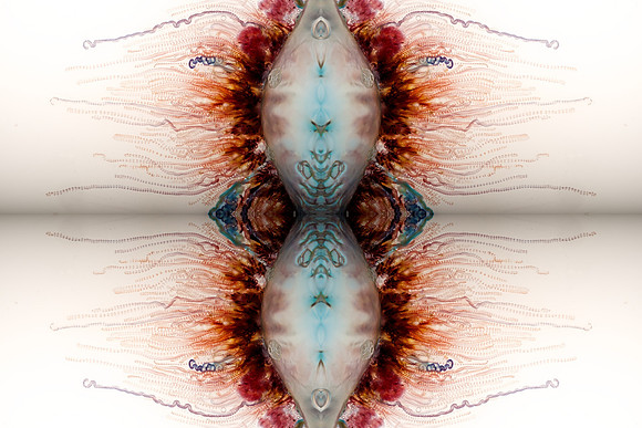 Zooid-0974