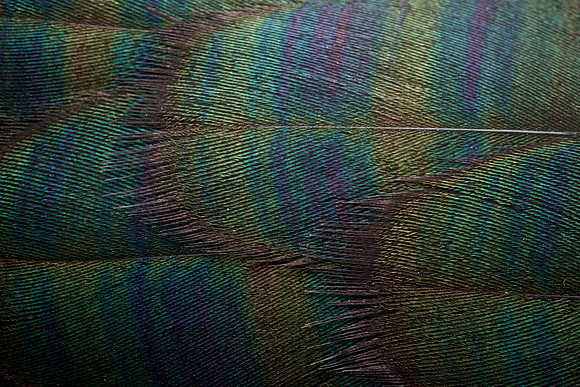 AA_20131204_AAA5792