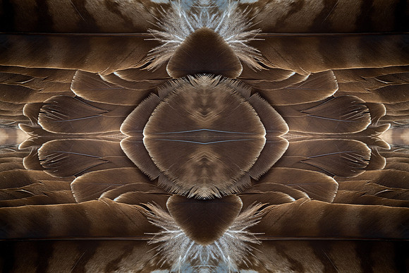 Plumage-5086