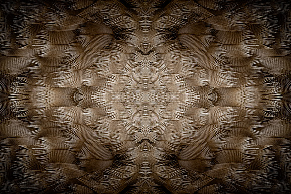 Plumage-5945